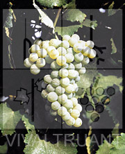 Foto di un grappolo d'uva di Sauvignon ISV F2